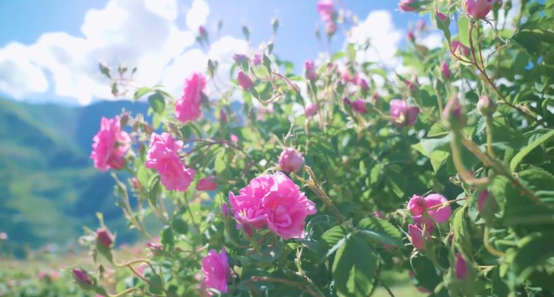 芒种行记丨四川小金县：奔赴一场玫瑰织就的寻香之旅（下）
