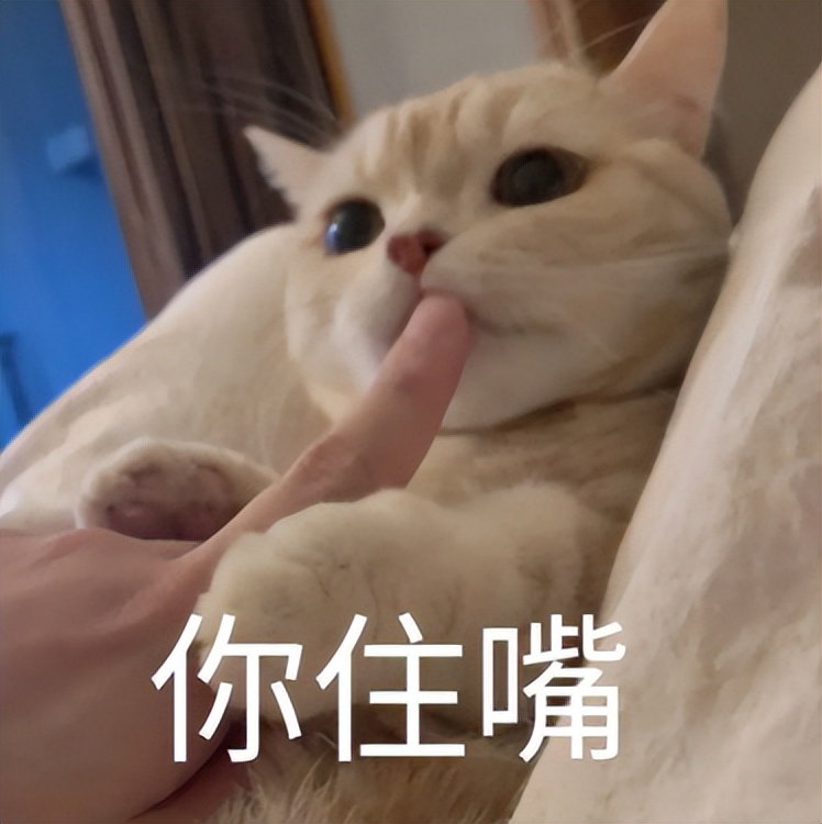 兽医讲解猫生病,聊聊猫咪常见疾病