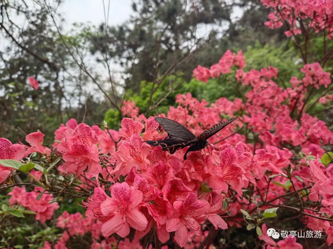 有一种春光叫杜鹃花,春天漫山遍野的杜鹃花开