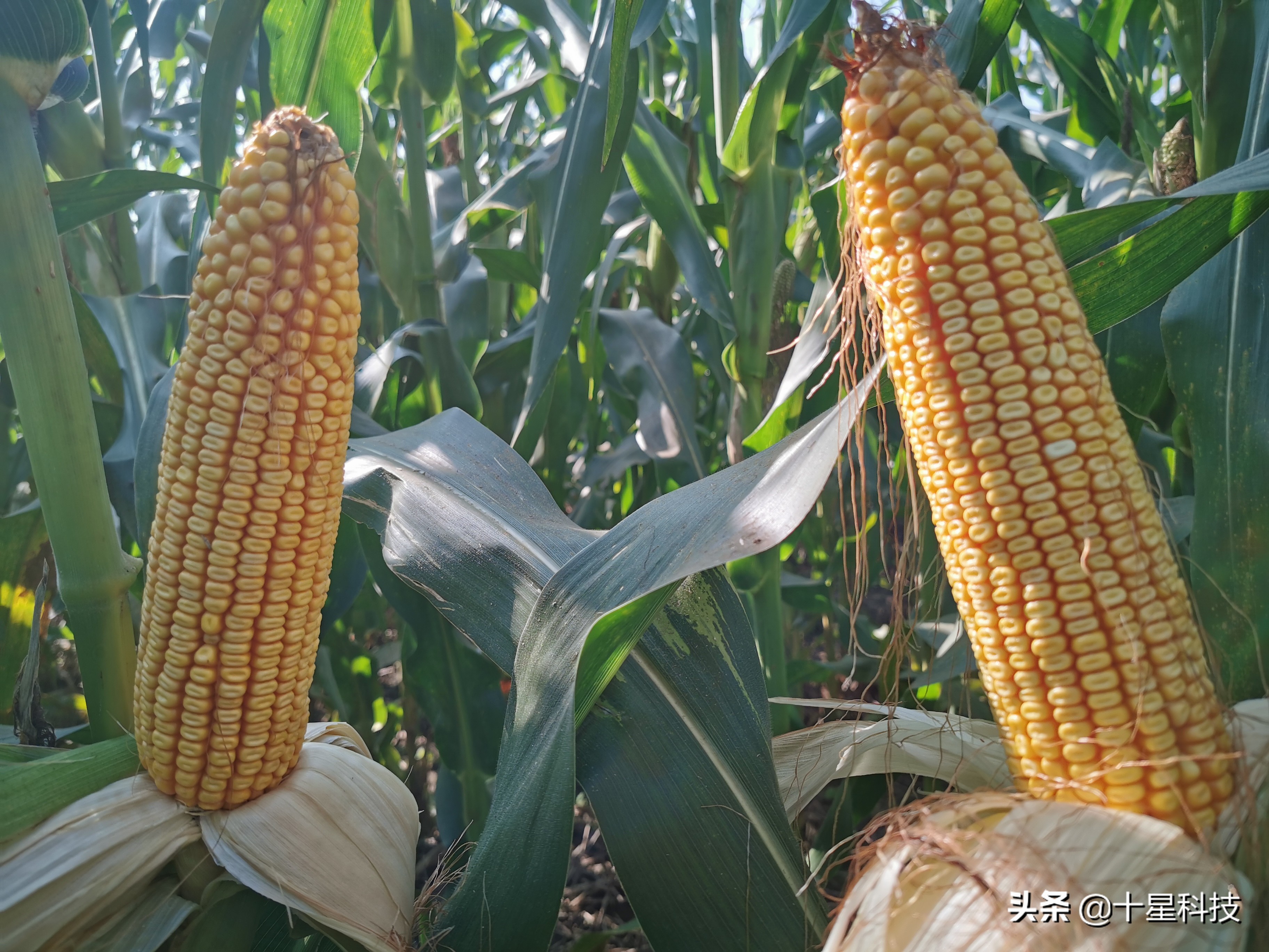 玉米品种高抗与高感的区别,高抗茎腐病的夏播玉米种