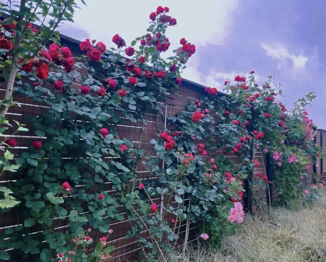 张馨予之前被黑是真的假的,曾经被全网黑的张馨予