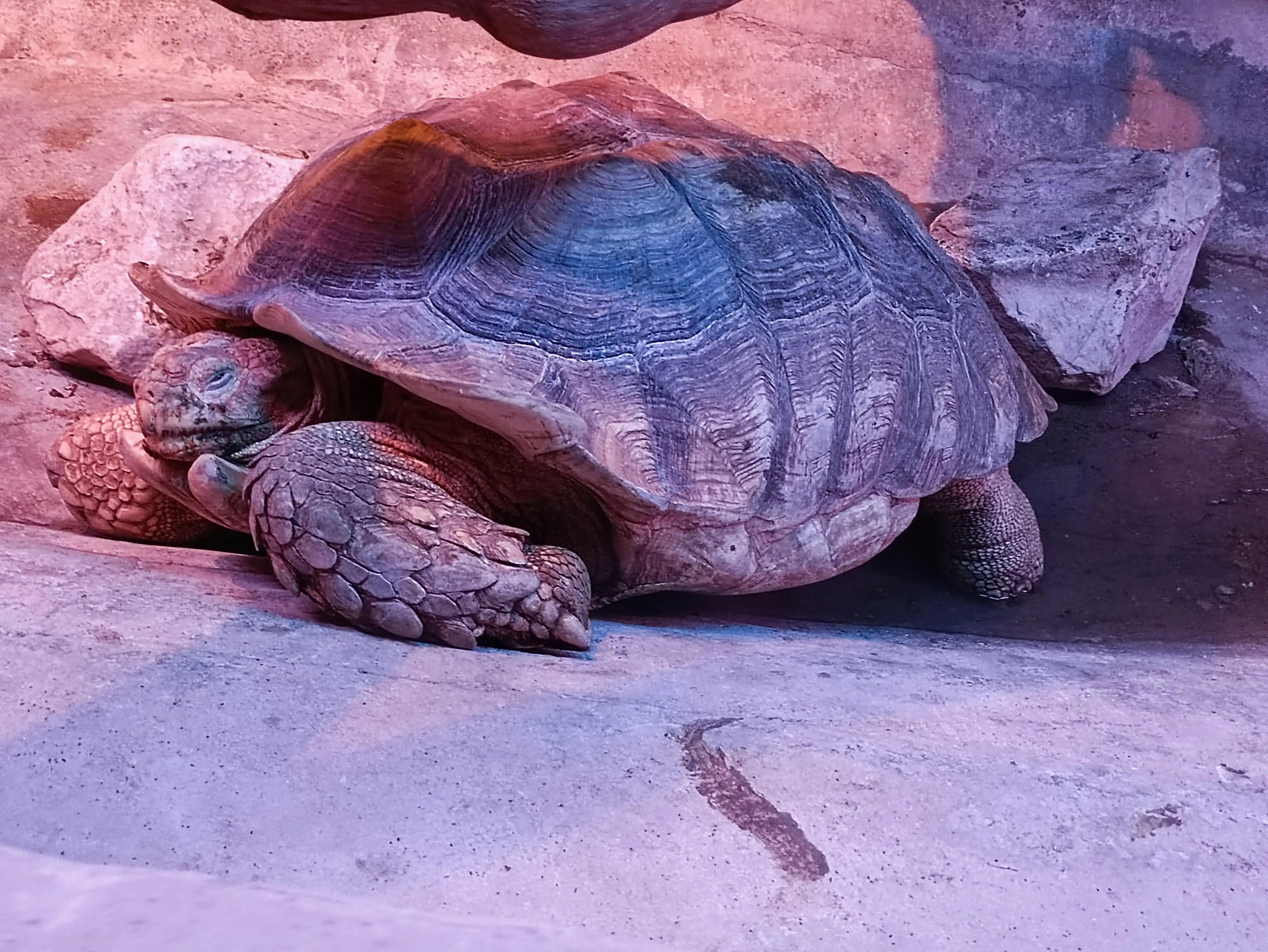 北京动物园和北京野生动物园区别,北京野生动物园狗妈妈和老虎狮子