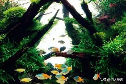 1.8米长水陆缸与草缸结合,组合式草缸