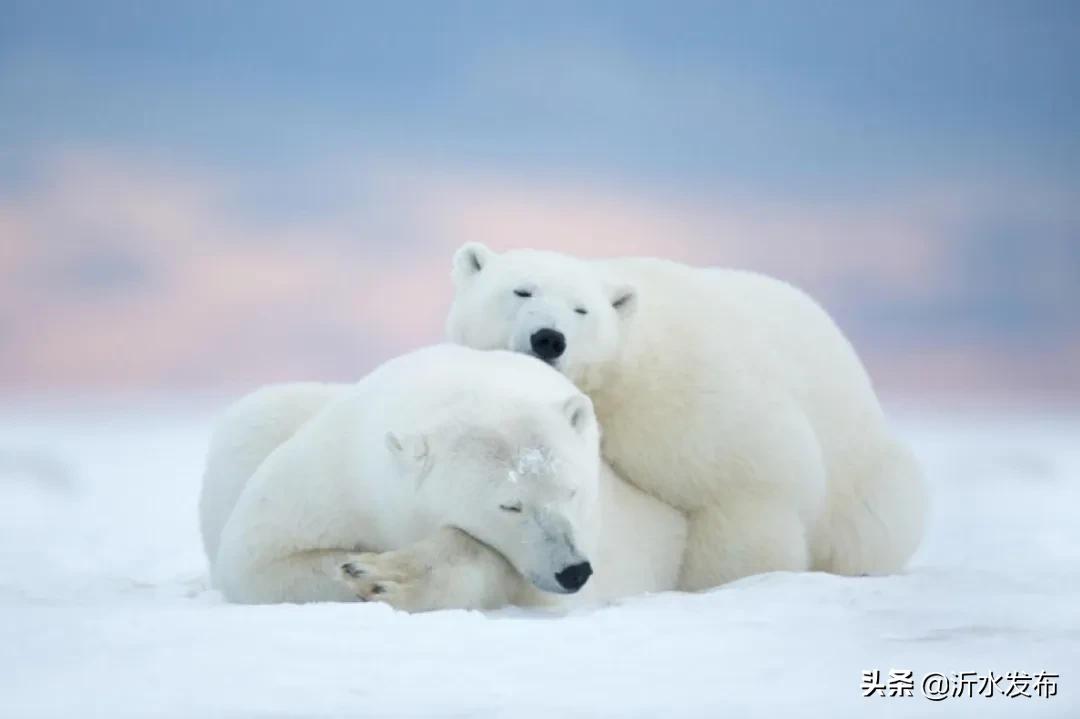 你是几月生的就代表你是什么动物,十二星座几月几日出生属什么动物