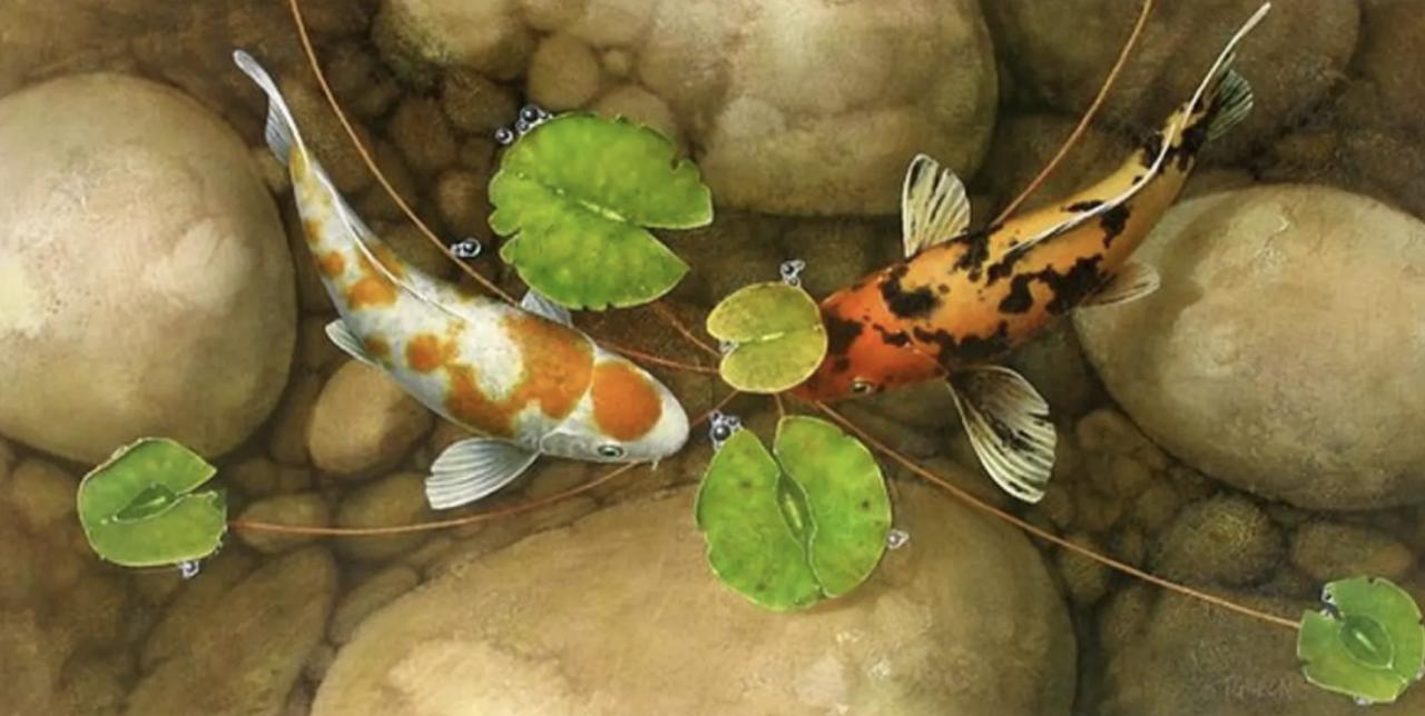 男子在山上捡到不知名小乌龟,男子在河里捡到一只小乌龟