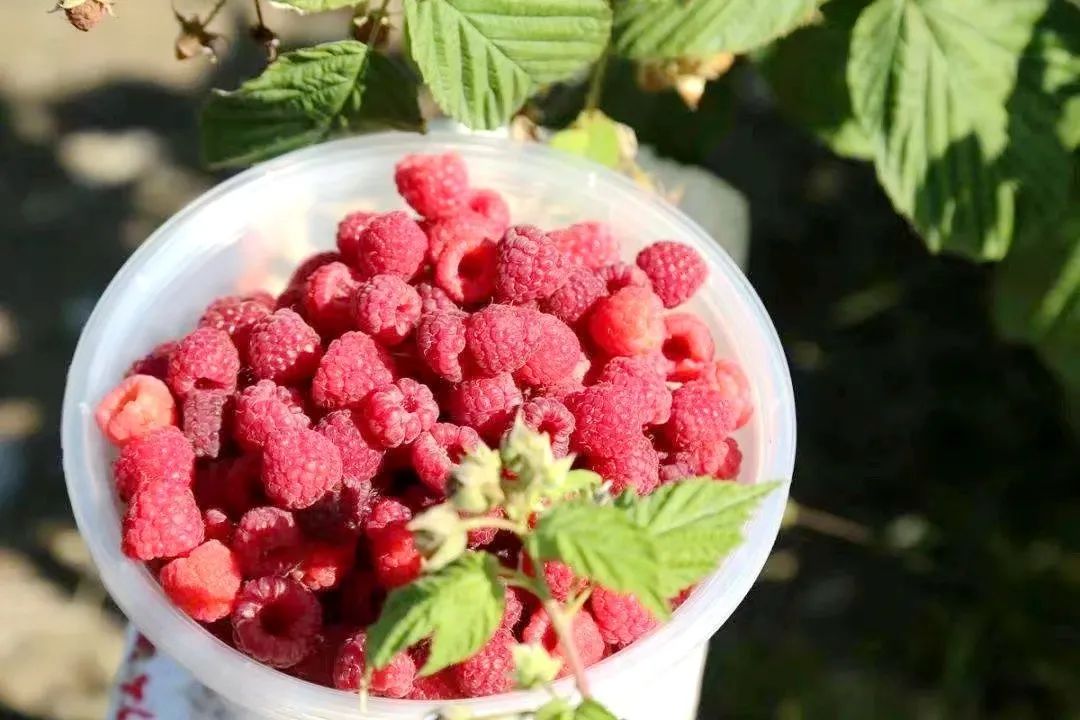 小红果变身“红宝石”,辉南石道河镇培育发展特色产业