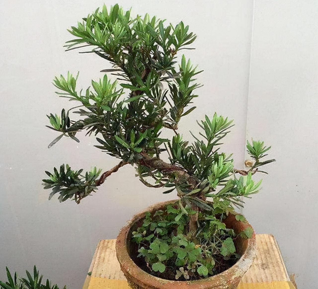 客厅有树十有九福,家中有树十家九富