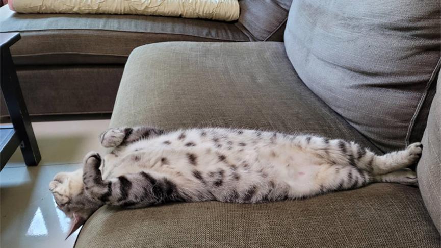 猫自己一个人在家会无聊么,猫在家待着会无聊吗