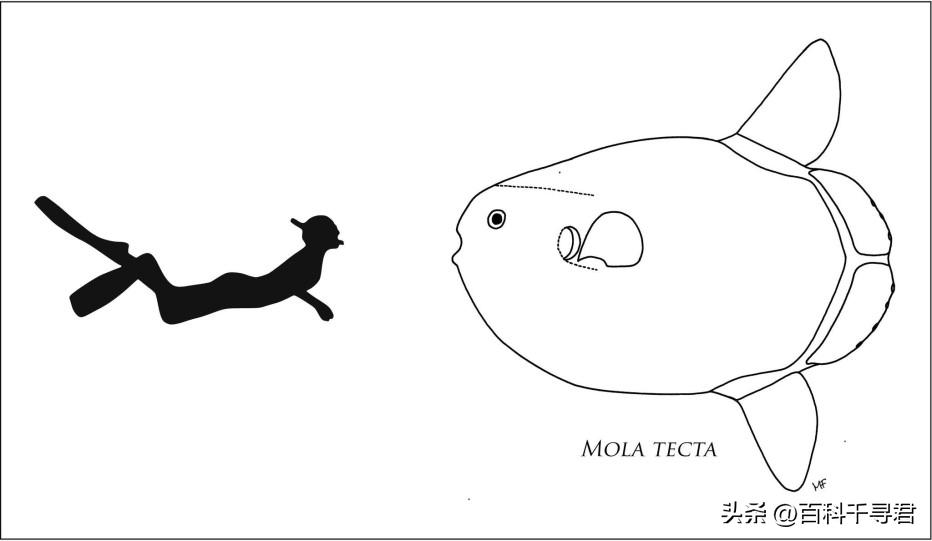 翻车鲀是世界上最大的硬骨鱼类吗,翻车鲀是世界上最大的鱼类吗