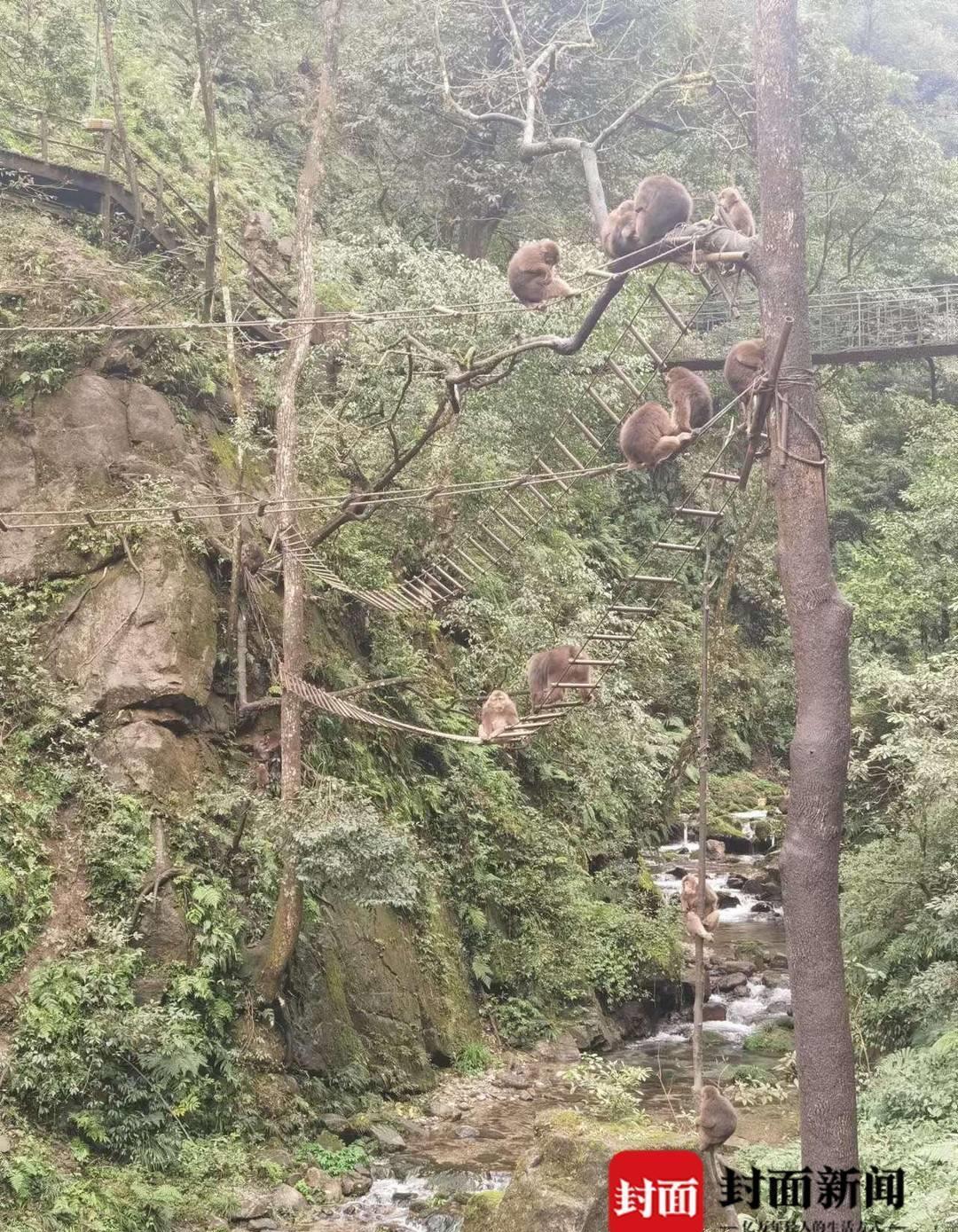 峨眉山招聘15名猴群管理员,峨眉山景区招聘15名猴管员