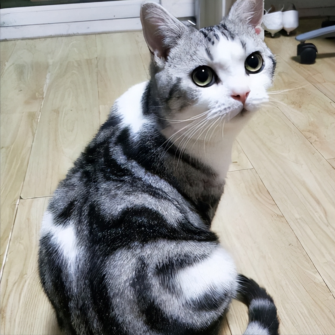 新手养猫选择哪种猫便宜点的,品种猫到底值不值得买