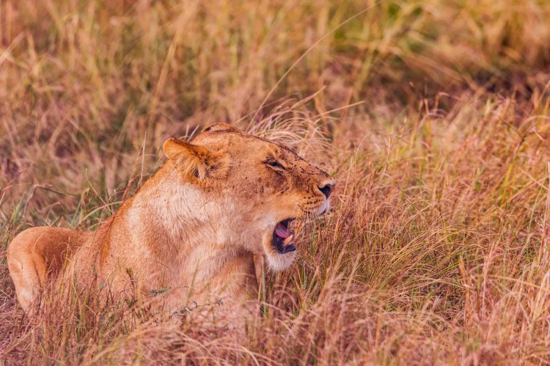 在野外遇到狮子怎么办视频,野外遇到狮子的方式