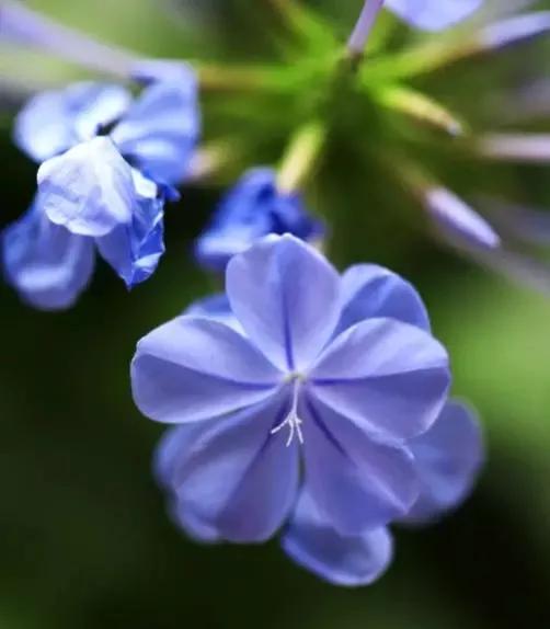 生长在衣服上的雪花,生长在热带草原的植物
