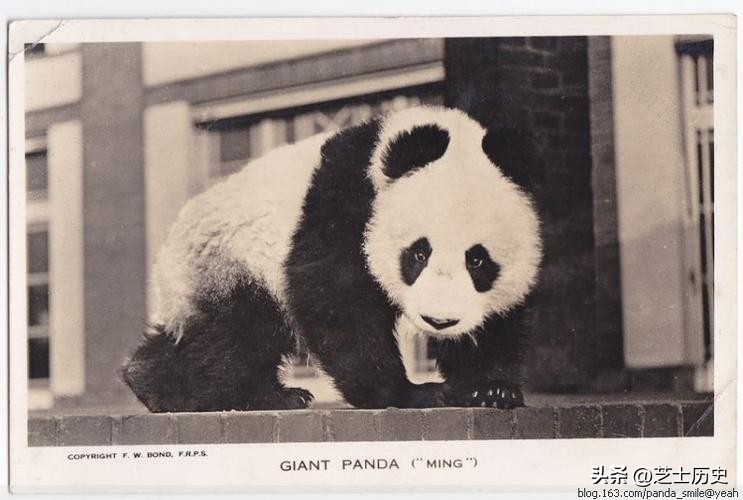 大熊猫乐乐事件全过程,大熊猫乐乐为什么会死亡