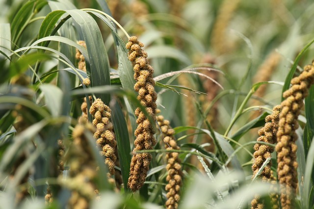 为什么现在农村年轻人不愿意种地,农民对种地看不到希望