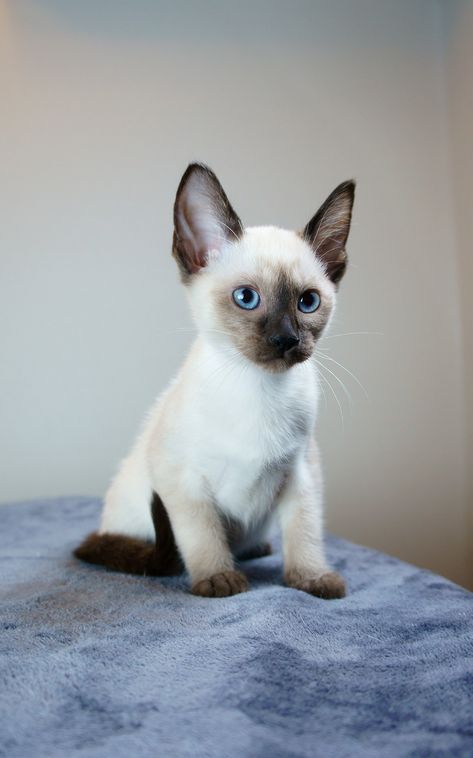 世界名贵猫咪排名前十,世界上最可爱的猫猫前十名