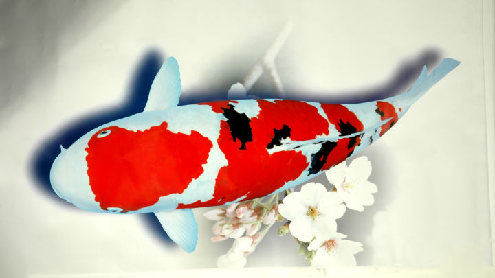 比较容易养的观赏鱼有哪些品种,适合懒人养的观赏鱼多有哪些品种