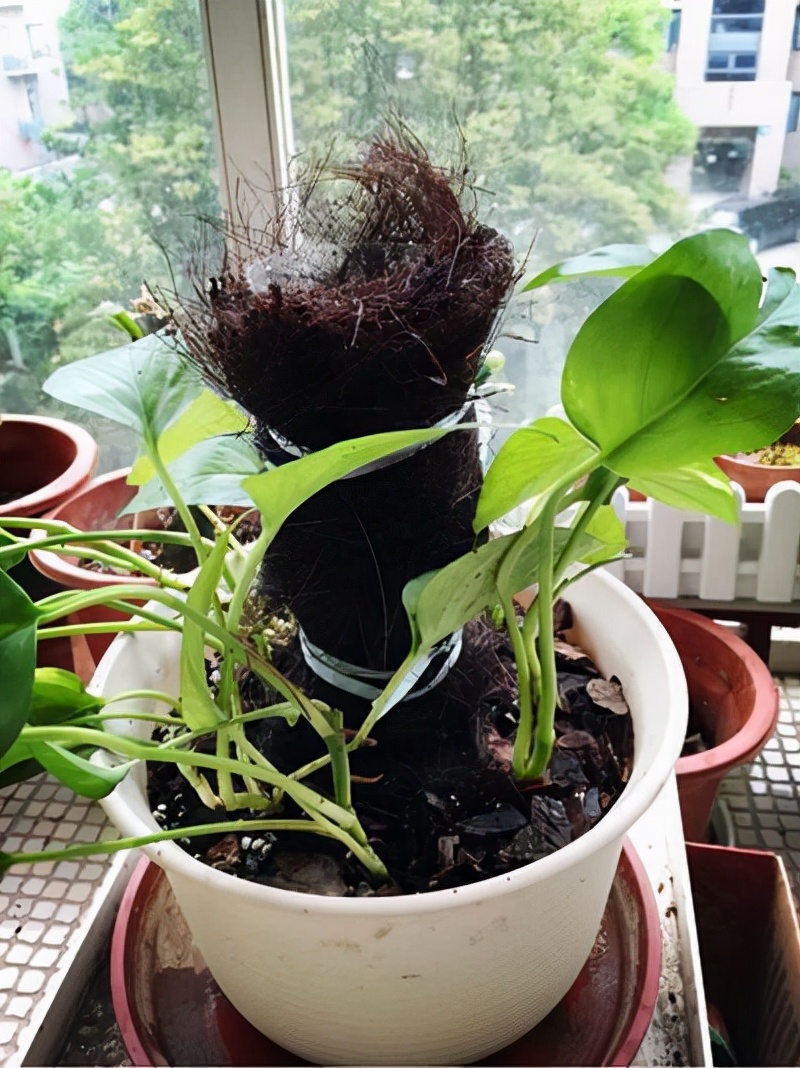 盆栽绿萝如何做绿萝柱,自制绿萝柱生长过程