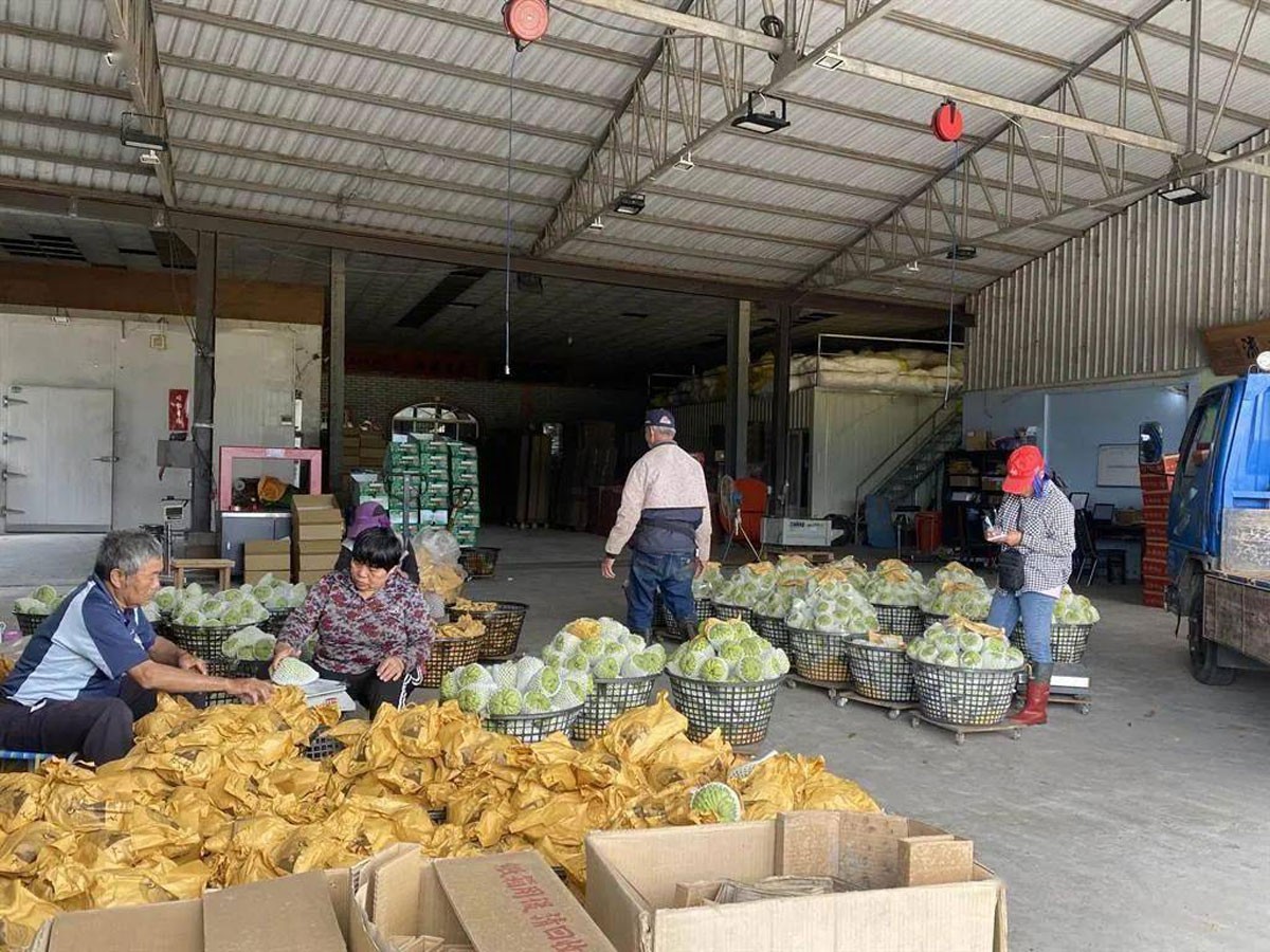 水果滞销中国解决,台湾凤梨释迦滞销原因