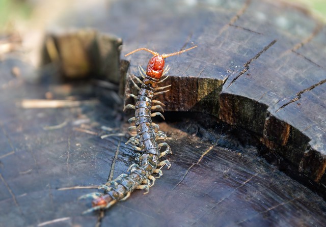 如何预防蜈蚣爬到床上,蜈蚣为什么会在天花板上