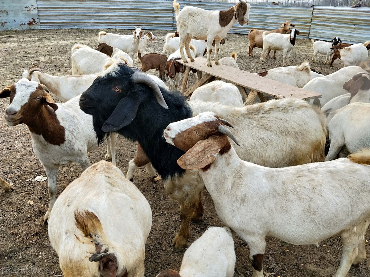 不想打工回农村创业做什么好,回农村创业做什么养殖