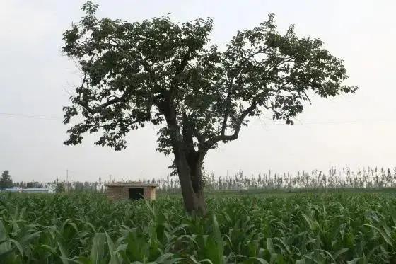 成武县古树,临武县古树