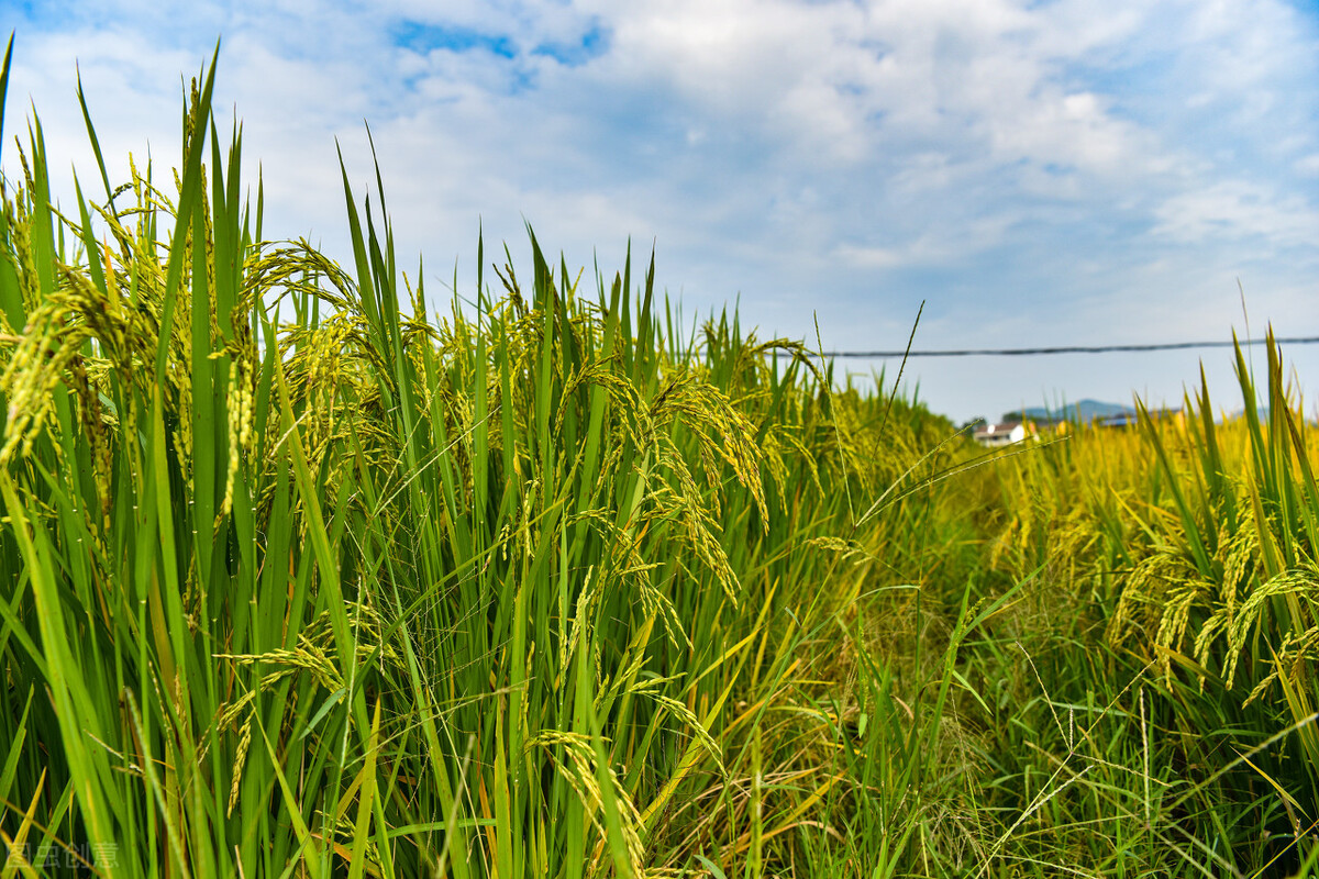 创意农业发展,创意农业发展新活力