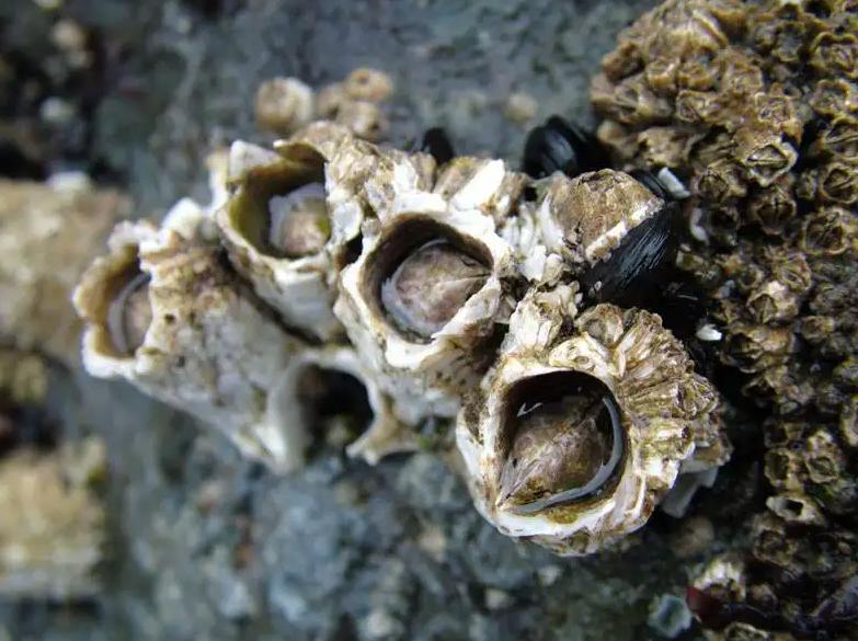 中国人吃藤壶,哪个地方的人吃藤壶