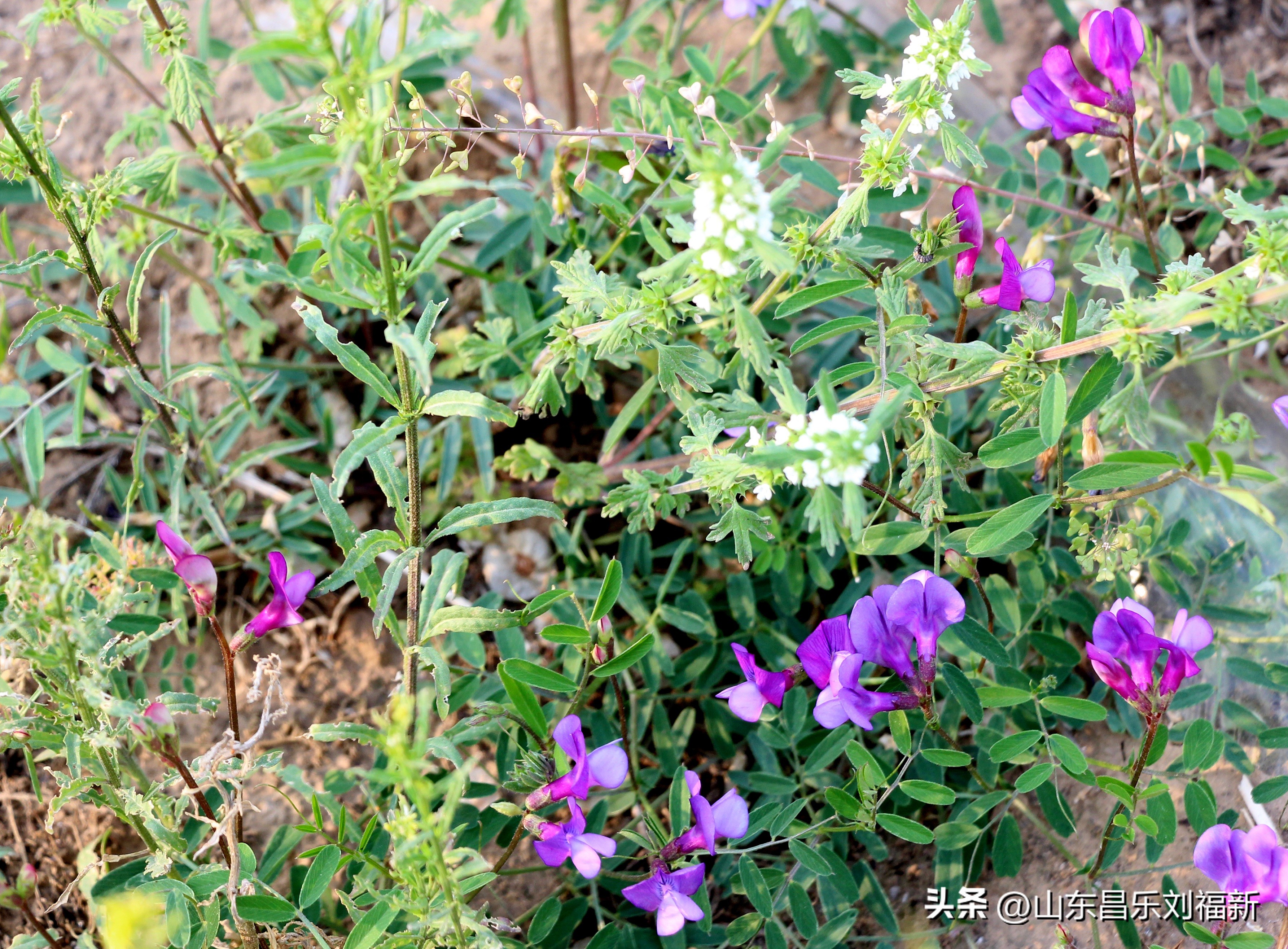 洋槐花·万马奔腾电器·鄌郚医院贴膏药