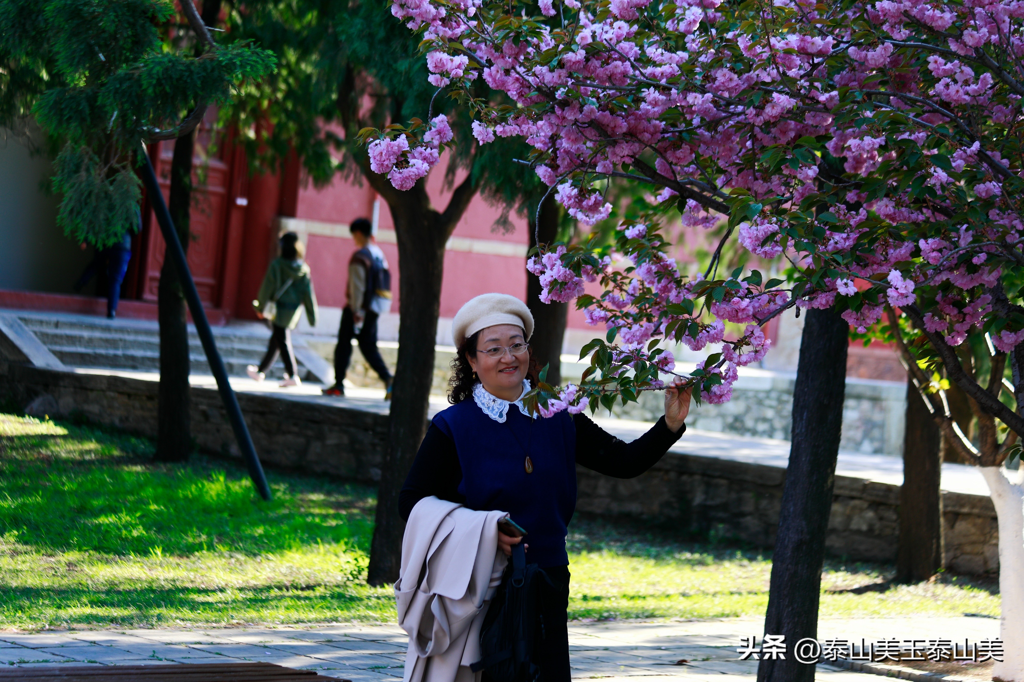 山亭寺沟樱花,定山溪樱花