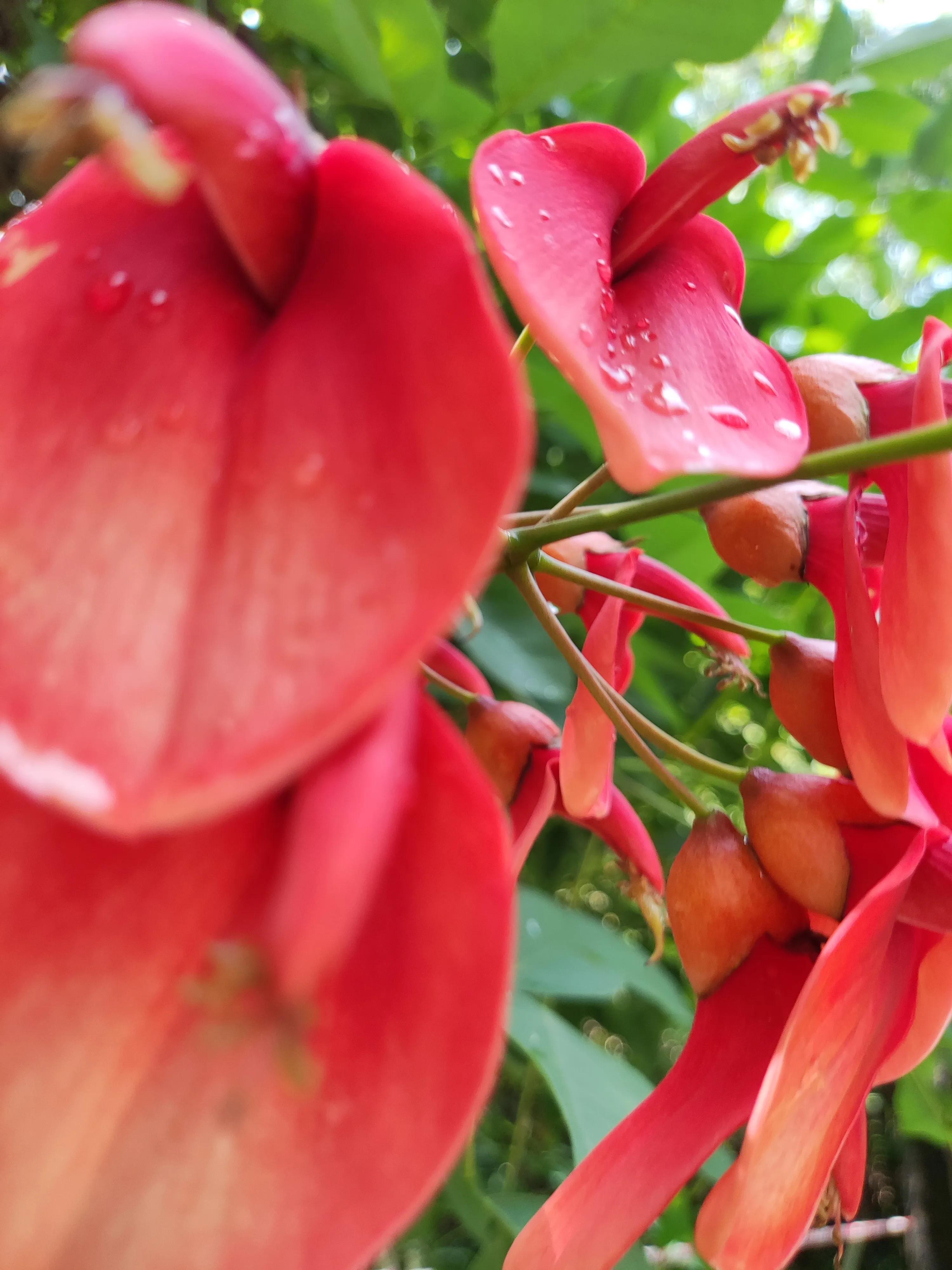 夏天就是浪漫的世界,夏天就是太阳花的世界