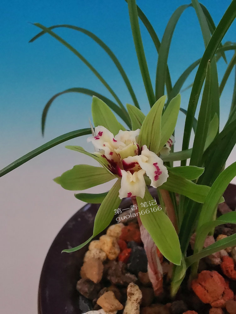 花开欣赏,春兰四喜蝶图片欣赏