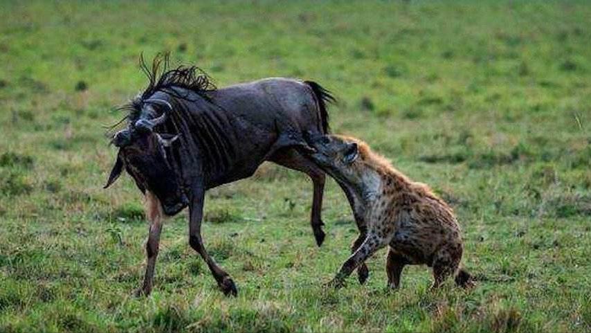 大白鲨咬合力真的只有400公斤吗,十大咬合力最强动物巨齿鲨