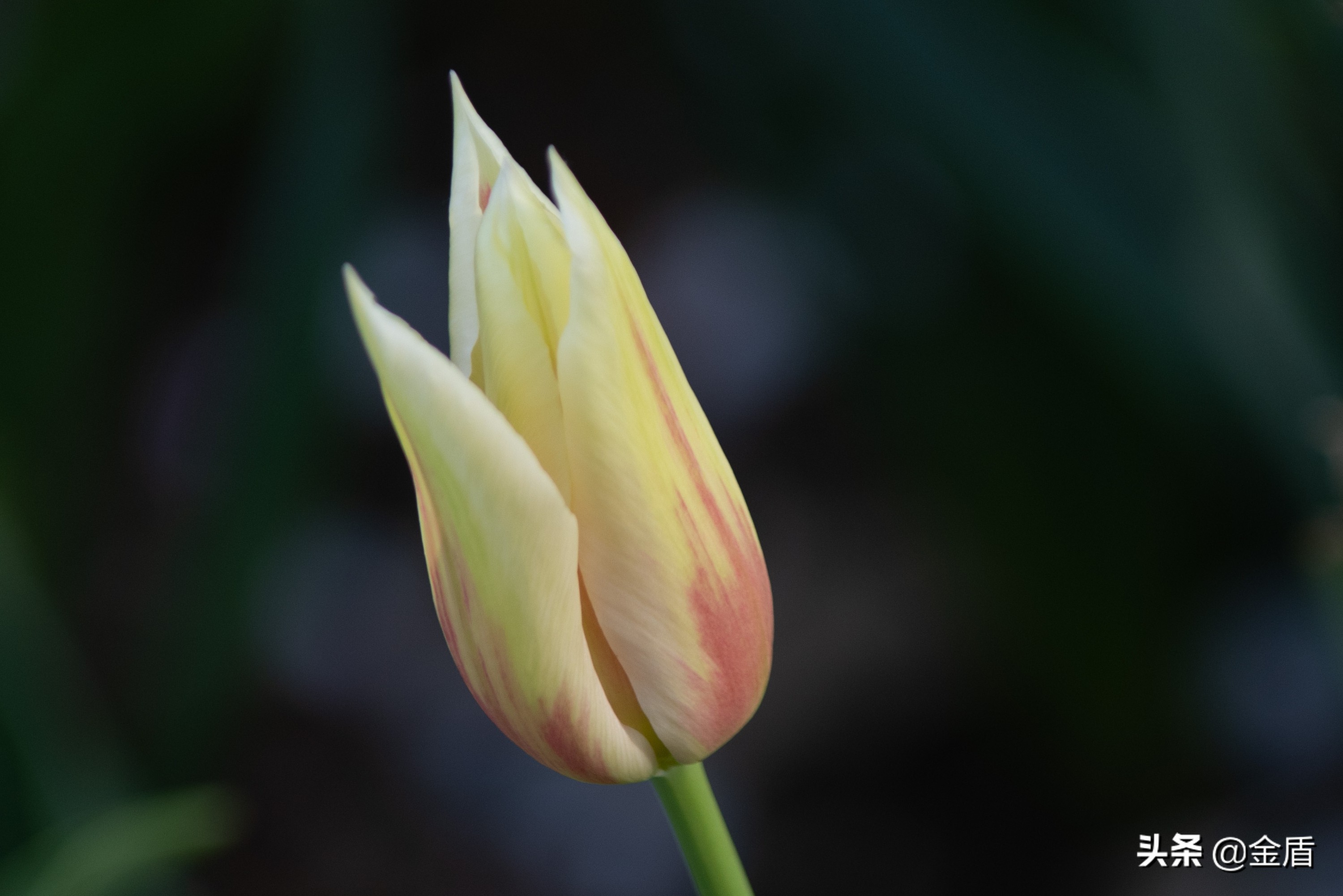 粉红皇后郁金香,花中皇后郁金香全集