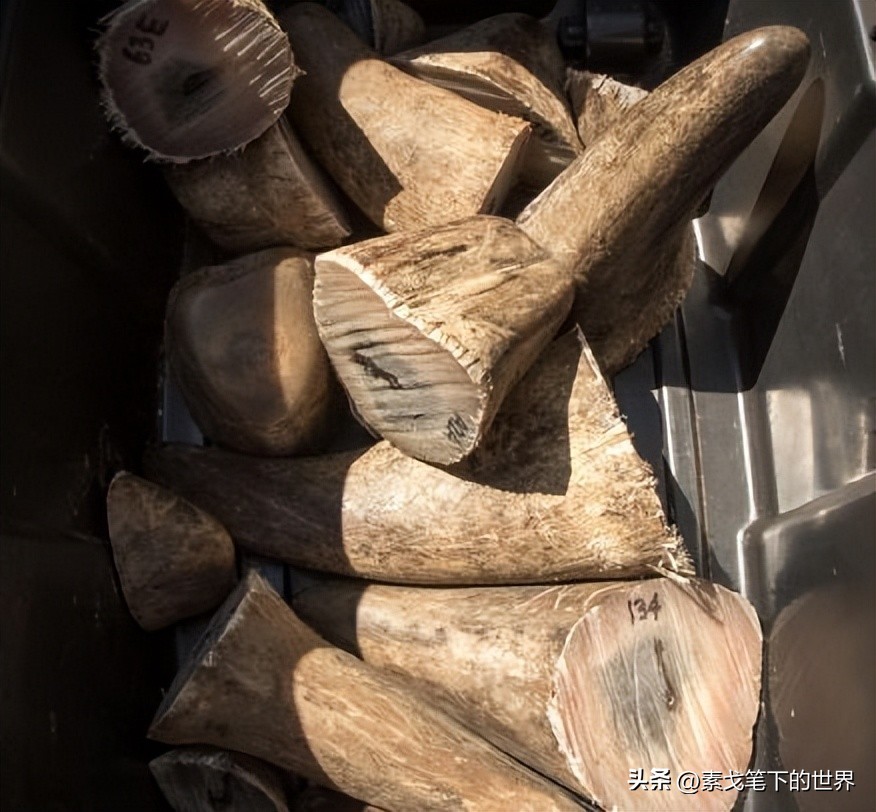 收入水平影响犀牛角消费偏好：野生与半野生犀牛角更受青睐