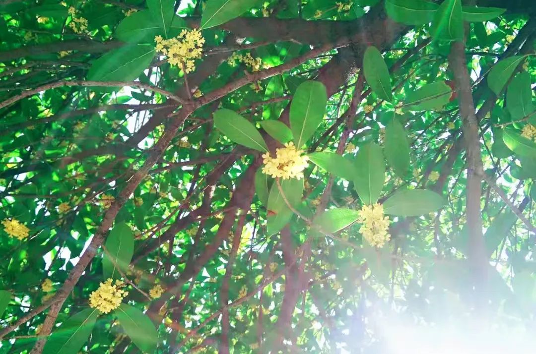 甲友心声——时光不老，终将一寸一寸地治愈我