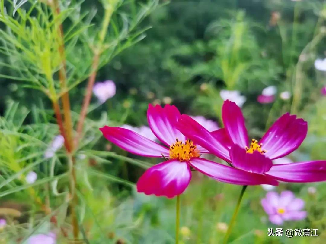 有颜有特色，朝阳湖镇上新啦！