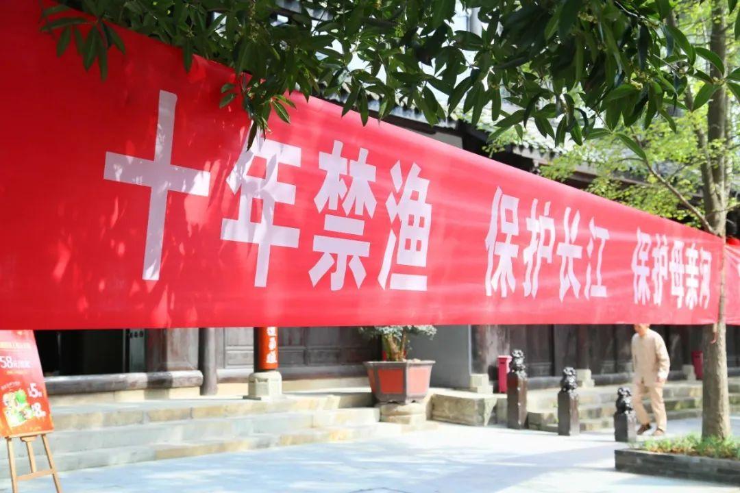 三峡水坝大鱼横行,三峡区出现大量水老虎