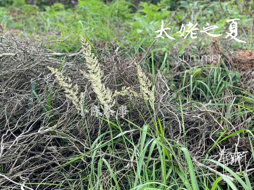 太久没有下雨的山区,太姥山镇旱情