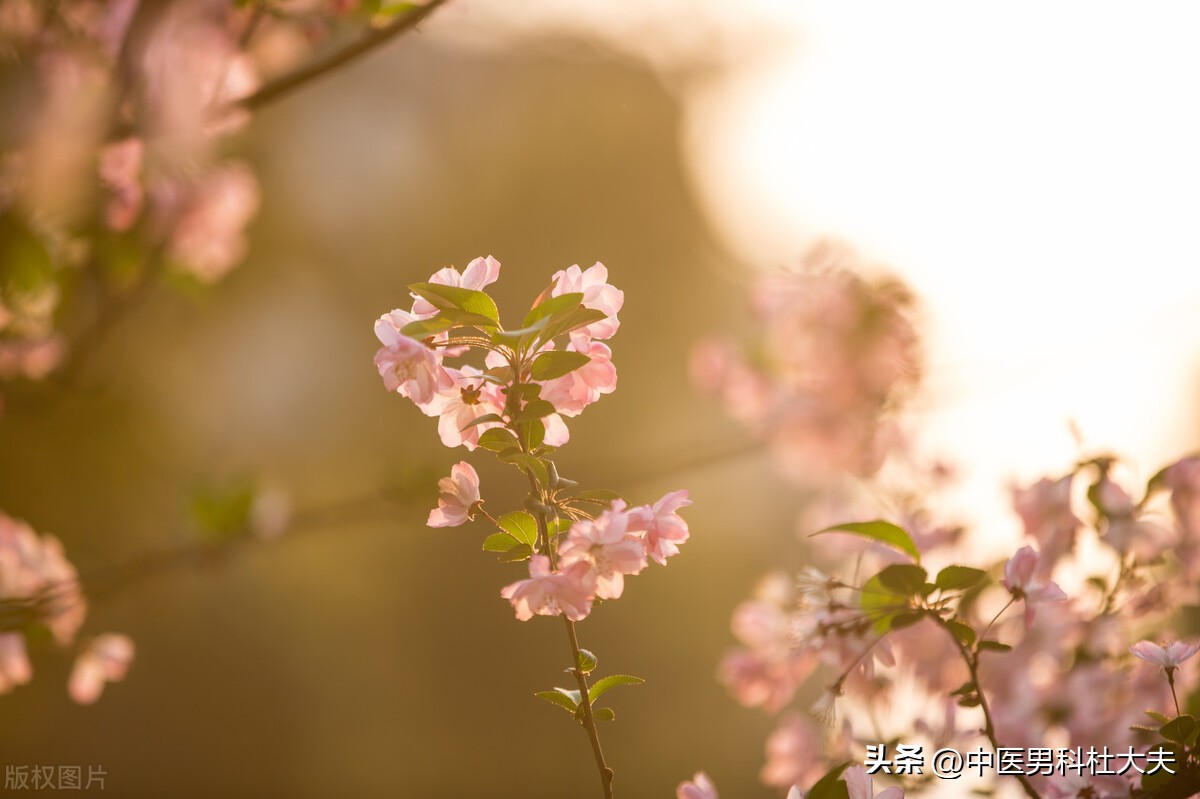 中医治阳痿经典方,一方治疗百病秘方