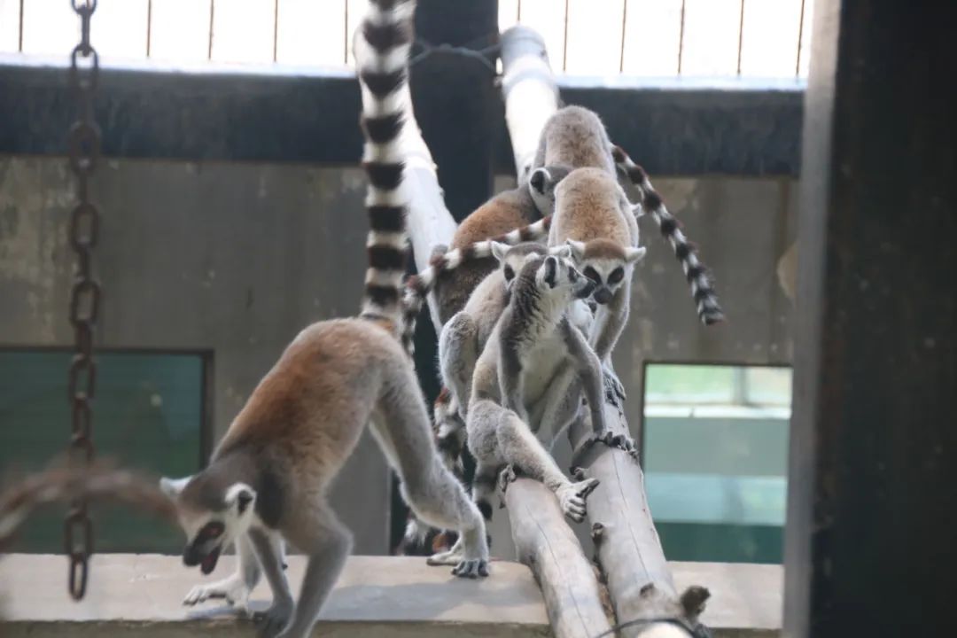 淮安动物园位置,淮安动物园多大面积