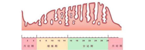 人流后子宫内膜厚15mm正常吗,女士子宫内膜多厚是正常