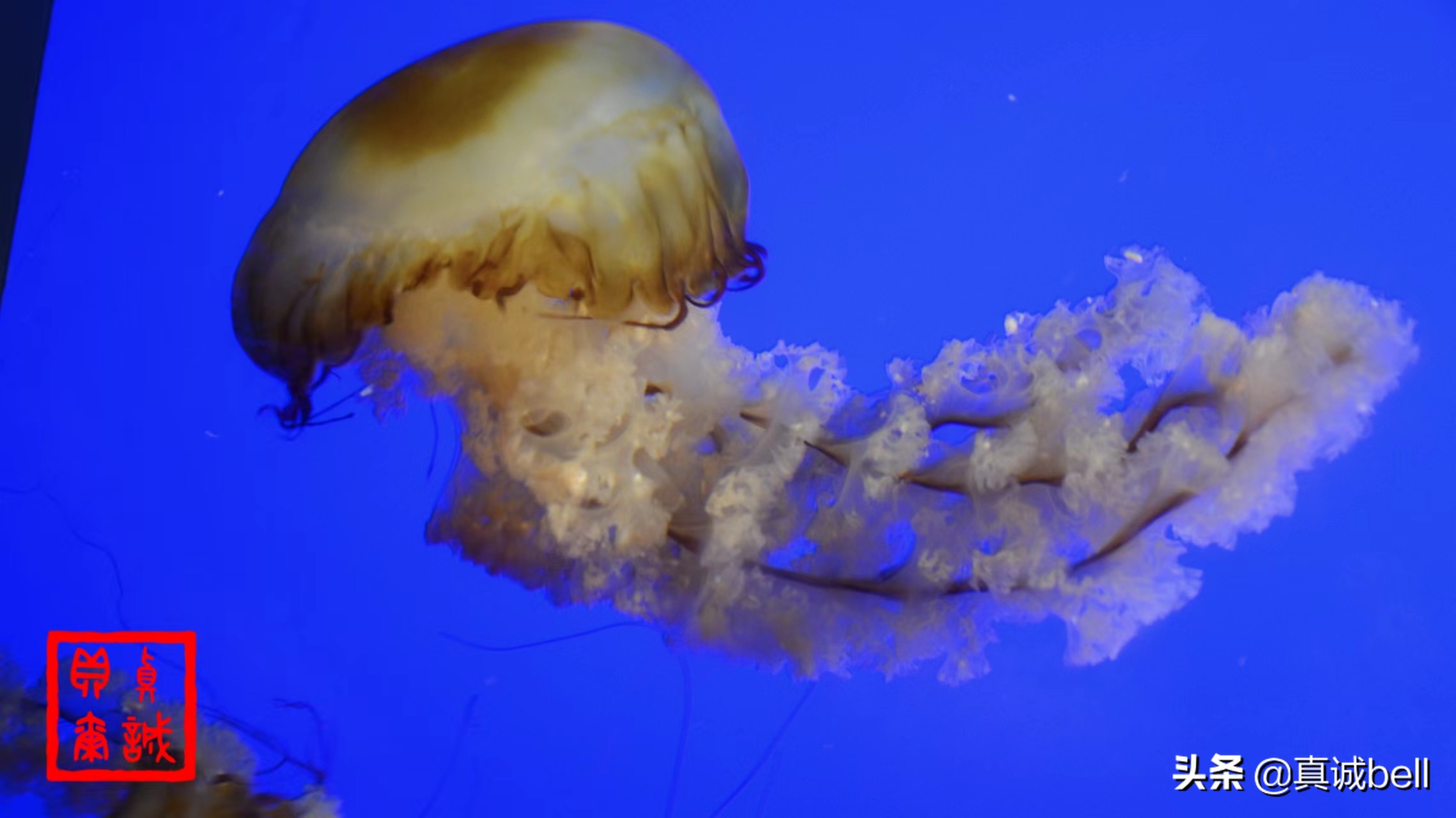 聪明的水生物,聪明的水母