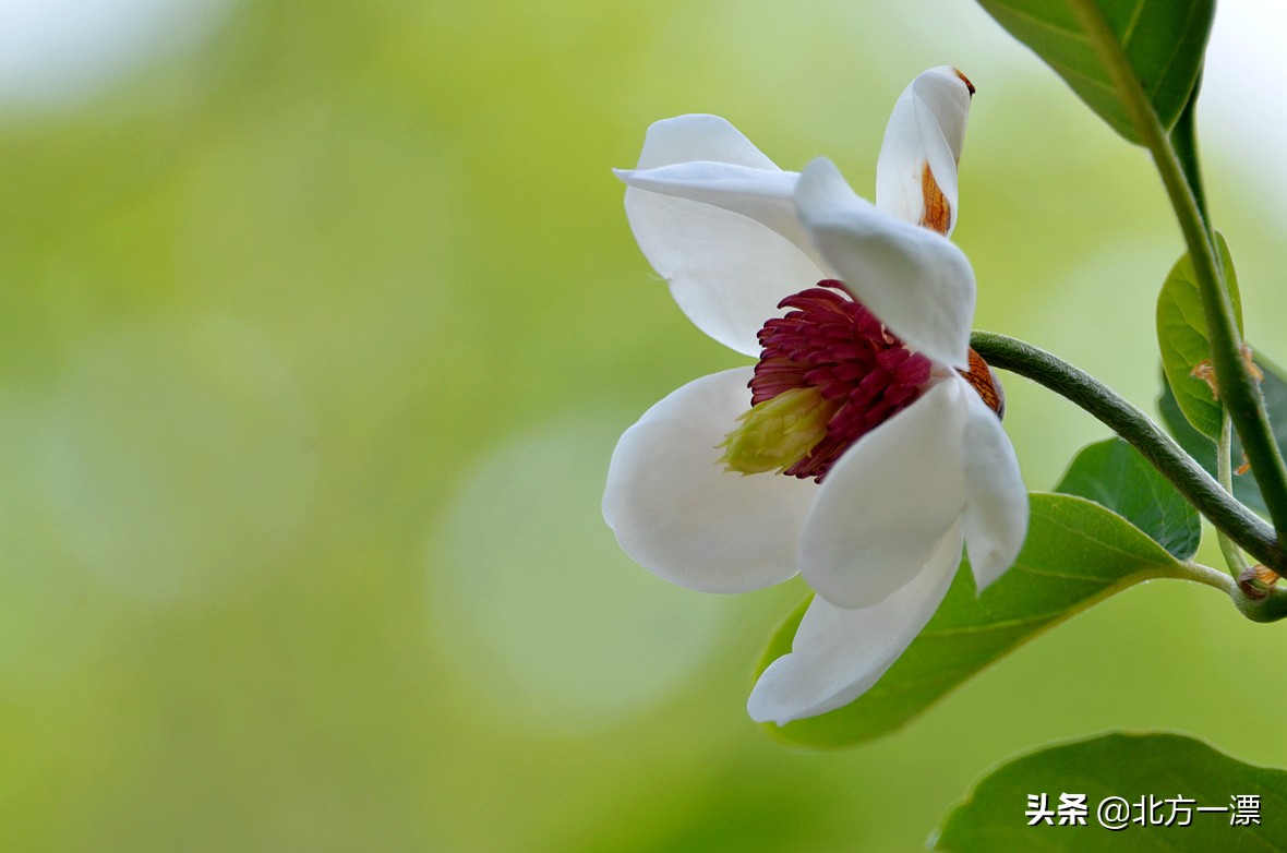 抚顺天女木兰苗规格,抚顺的天女山
