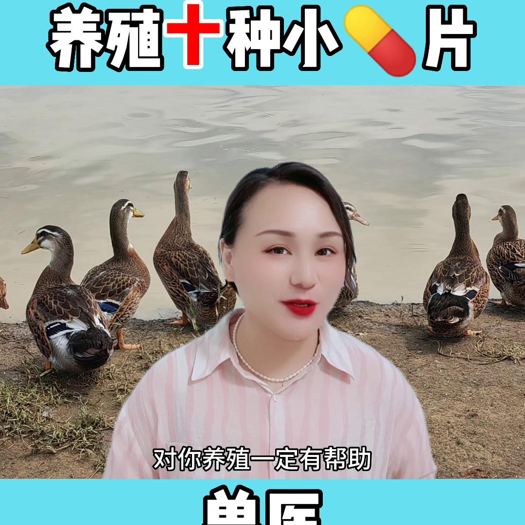 兽医不为人知的一面,家禽养殖小指南