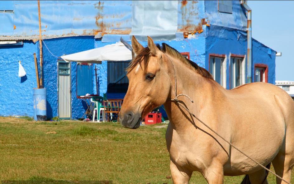 南美——“高乔故乡节”巡礼