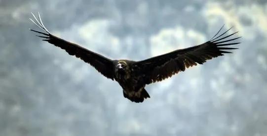 聊斋故事妖窑惊魂,炼鬼丸