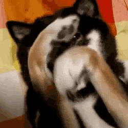 狗狗便便很臭全是血水,狗狗拉绿色便便很臭