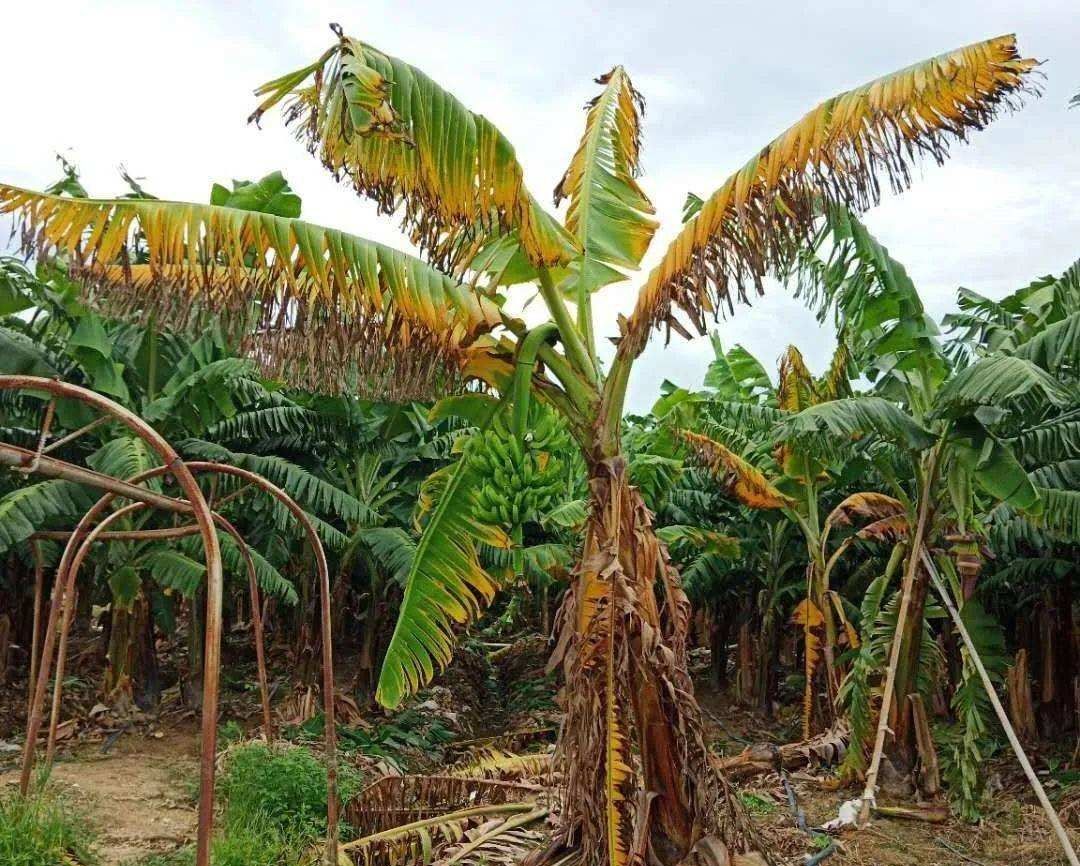 香蕉再过几年后会灭绝,香蕉濒临灭绝是因为什么