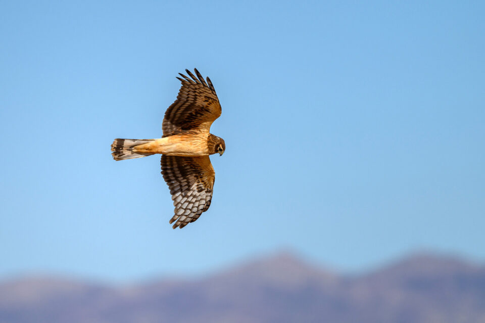 选择一款适合你的尼康相机,新手买什么尼康单反相机好